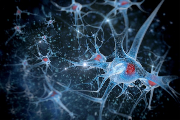 Neuron 600 x 400
